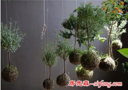 观叶植物的室内摆放