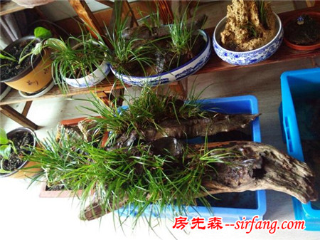 哪些花草让你感觉心情愉悦？你最爱什么花？3