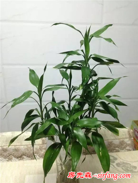 家庭养花：水养富贵竹要领，如何养出漂亮的富贵竹