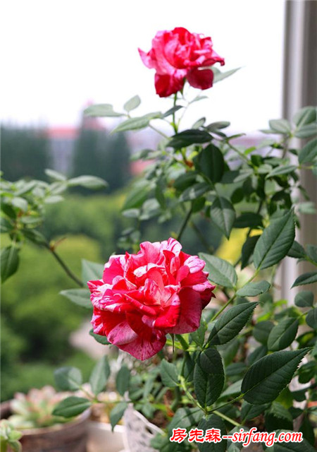 阳台前的簇簇花魁， 玉貌花容！