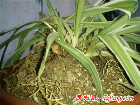 判断植物生病的症状，常见绿植一看就知有没问题