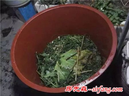 阳台种花种草有什么稀奇！妹子在家用水桶种莲藕，然后