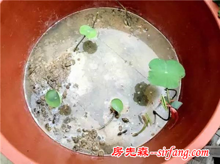 阳台种花种草有什么稀奇！妹子在家用水桶种莲藕，然后