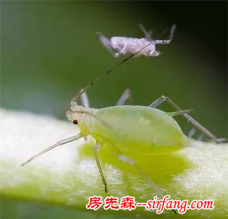 判断植物生病的症状，常见绿植一看就知有没问题