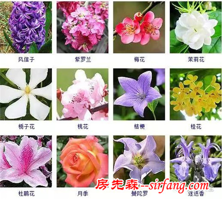 图集 | 432种常见观花植物，全在这了！