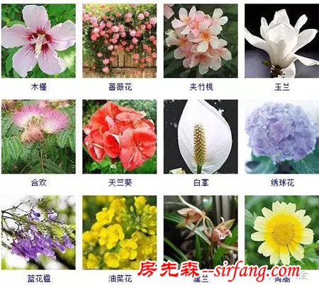 图集 | 432种常见观花植物，全在这了！