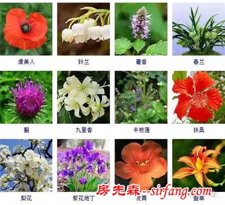 图集 | 432种常见观花植物，全在这了！