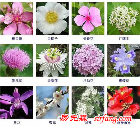 图集 | 432种常见观花植物，全在这了！