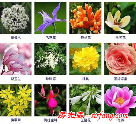 图集 | 432种常见观花植物，全在这了！