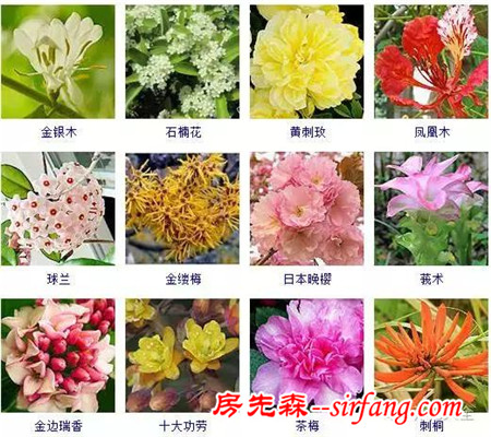 图集 | 432种常见观花植物，全在这了！