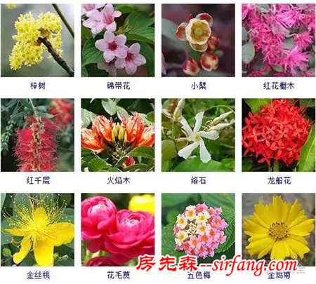 图集 | 432种常见观花植物，全在这了！