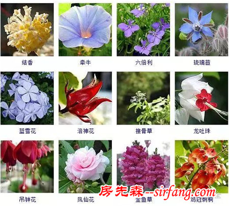 图集 | 432种常见观花植物，全在这了！