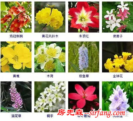 图集 | 432种常见观花植物，全在这了！