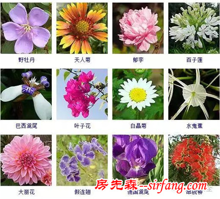 图集 | 432种常见观花植物，全在这了！