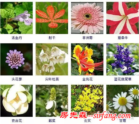 图集 | 432种常见观花植物，全在这了！