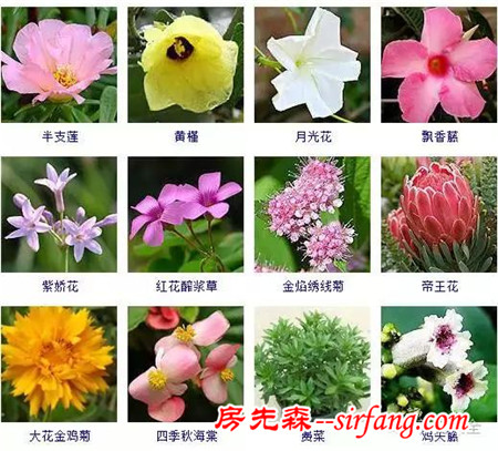 图集 | 432种常见观花植物，全在这了！