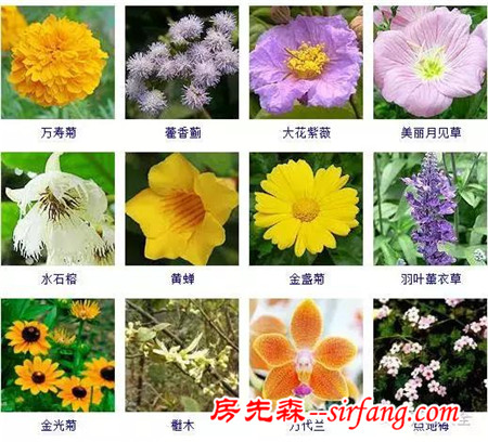 图集 | 432种常见观花植物，全在这了！