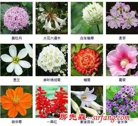 图集 | 432种常见观花植物，全在这了！