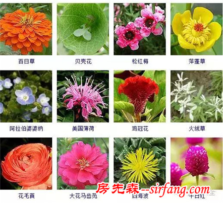 图集 | 432种常见观花植物，全在这了！