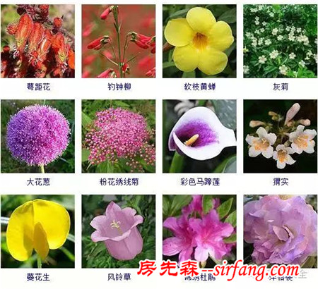 图集 | 432种常见观花植物，全在这了！