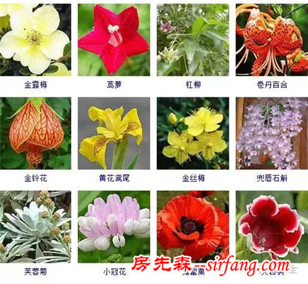 图集 | 432种常见观花植物，全在这了！