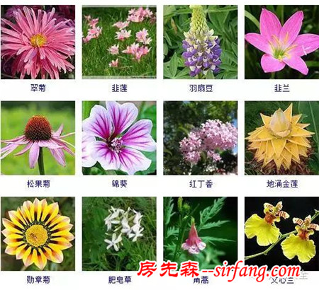 图集 | 432种常见观花植物，全在这了！