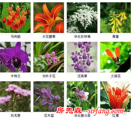 图集 | 432种常见观花植物，全在这了！