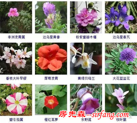 图集 | 432种常见观花植物，全在这了！