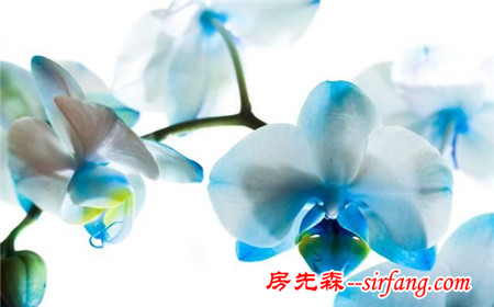 如何给花卉浇水，根据不同情况给花卉合理浇水