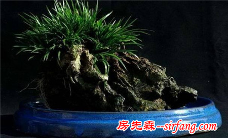 办公室养什么花，这些植物都适合种在办公室