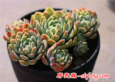 多肉植物养护七大要点