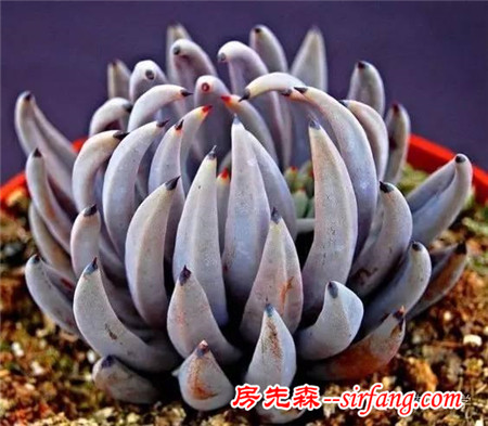 九月與多肉