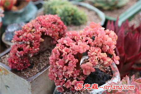 九月與多肉