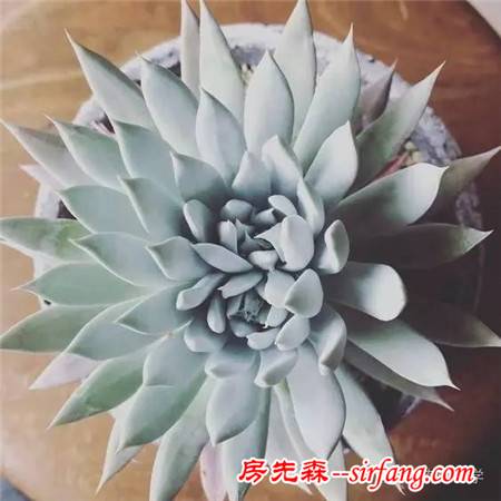 九月與多肉
