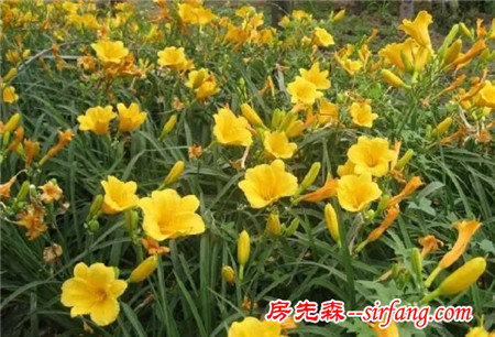 20种 · 景观设计师必备的常见地被植物