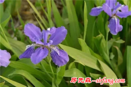 20种 · 景观设计师必备的常见地被植物