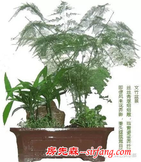 园艺科普62——文竹，葱茏苍翠