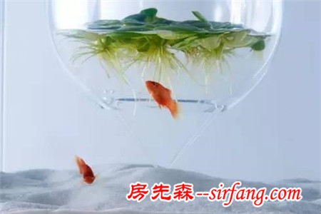 情趣生活這些魚缸你肯定沒見過（含60種魚缸設(shè)計）