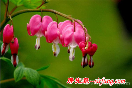 见多识广的你认识这些花吗？我保证99%的人没见过