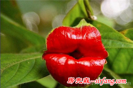见多识广的你认识这些花吗？我保证99%的人没见过