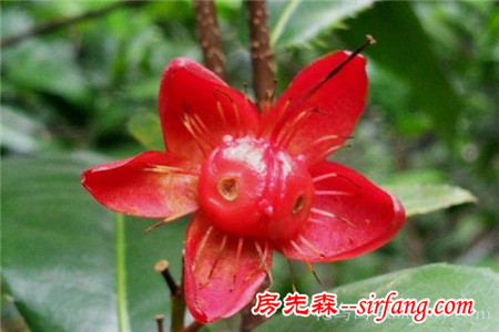 见多识广的你认识这些花吗？我保证99%的人没见过