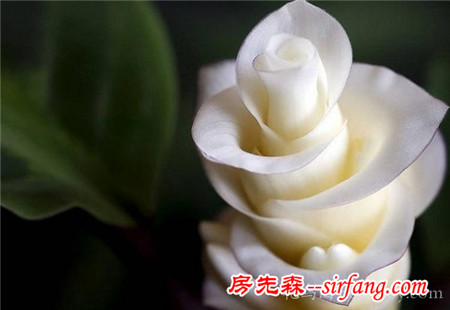 见多识广的你认识这些花吗？我保证99%的人没见过