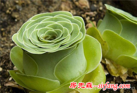 见多识广的你认识这些花吗？我保证99%的人没见过