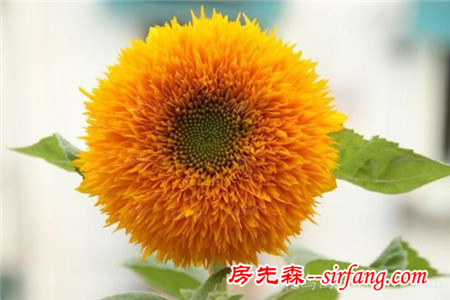 见多识广的你认识这些花吗？我保证99%的人没见过
