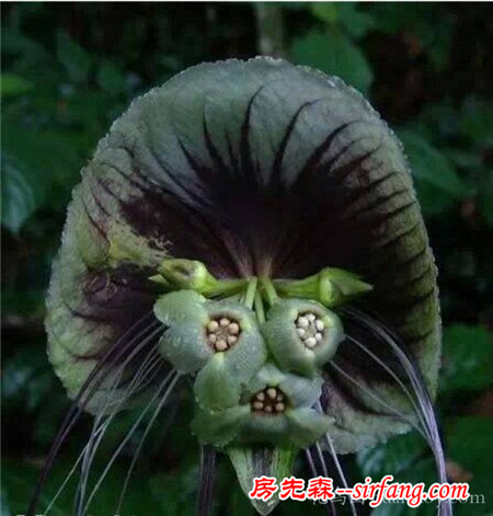 见多识广的你认识这些花吗？我保证99%的人没见过