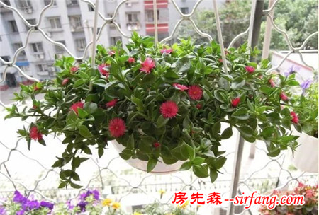 這25種花吊起來養(yǎng)更美！
