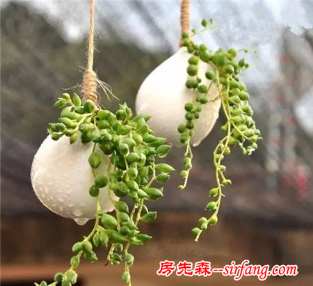 這25種花吊起來養(yǎng)更美！