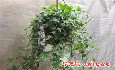 這25種花吊起來養(yǎng)更美！