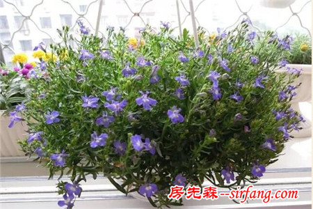 這25種花吊起來養(yǎng)更美！