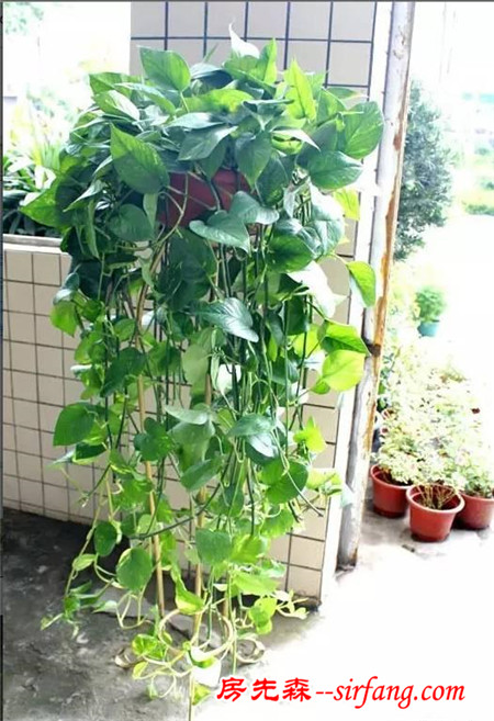 這25種花吊起來養(yǎng)更美！